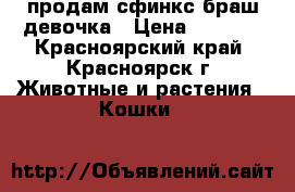 продам сфинкс браш девочка › Цена ­ 1 500 - Красноярский край, Красноярск г. Животные и растения » Кошки   
